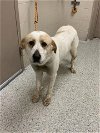 adoptable Dog in  named MAEVE