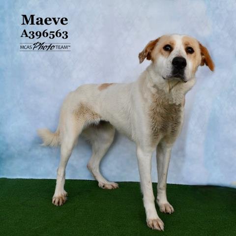 adoptable Dog in Conroe, TX named MAEVE