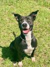 adoptable Dog in Conroe, TX named LOTUS