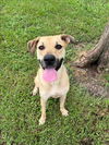 adoptable Dog in Conroe, TX named KAI