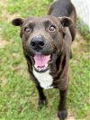adoptable Dog in conroe, TX named DINGO