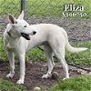 adoptable Dog in conroe, TX named ELIZA