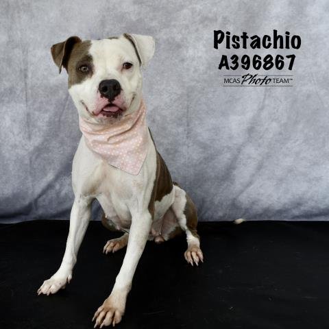 adoptable Dog in Conroe, TX named PISTACHIO