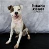 adoptable Dog in  named PISTACHIO