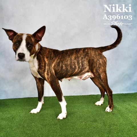 adoptable Dog in Conroe, TX named NIKKI