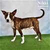 adoptable Dog in conroe, TX named NIKKI