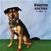 adoptable Dog in  named HOUSTON