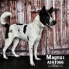 adoptable Dog in  named MAGNUS BURNSIDES
