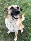 adoptable Dog in conroe, TX named PETTIGREW