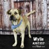 adoptable Dog in conroe, TX named WYLIE