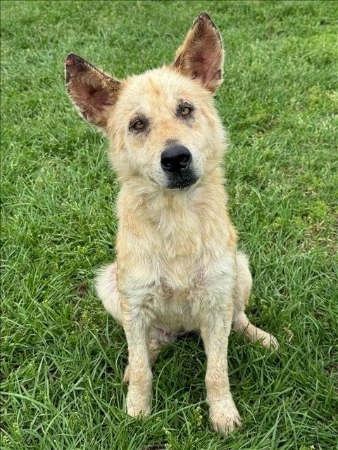 adoptable Dog in Conroe, TX named AMAYA