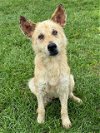 adoptable Dog in conroe, TX named AMAYA
