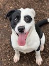 adoptable Dog in conroe, TX named ROCKY