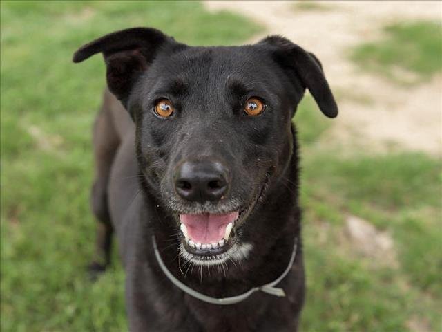adoptable Dog in Conroe, TX named CAPULINA