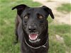 adoptable Dog in conroe, TX named CAPULINA