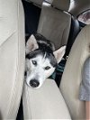 adoptable Dog in conroe, TX named A397220