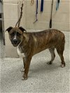 adoptable Dog in conroe, TX named ZEUS