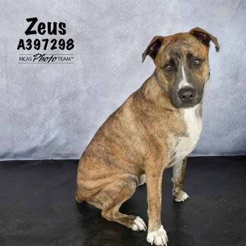 adoptable Dog in Conroe, TX named ZEUS