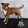 adoptable Dog in conroe, TX named ZOE