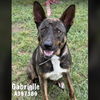 adoptable Dog in Conroe, TX named GABRIELLE