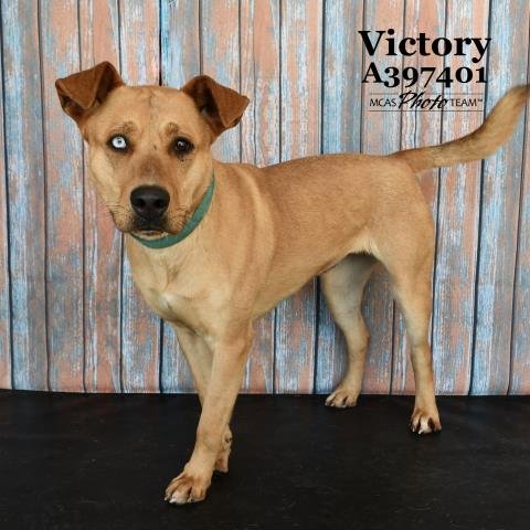 adoptable Dog in Conroe, TX named VICTORY