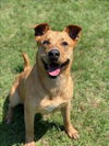 adoptable Dog in Conroe, TX named VICTORY