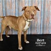 adoptable Dog in conroe, TX named BERT
