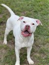 adoptable Dog in conroe, TX named ERNIE