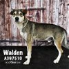 adoptable Dog in conroe, TX named WALDEN