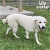 adoptable Dog in  named LILY ALDRIDGE