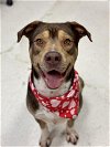 adoptable Dog in conroe, TX named DUKE