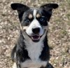 adoptable Dog in conroe, TX named SUMMER