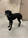 adoptable Dog in conroe, TX named AHAYA