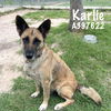 adoptable Dog in Conroe, TX named KARLIE KLOSS