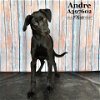 adoptable Dog in conroe, TX named ANDRE