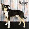 adoptable Dog in conroe, TX named BRANDON