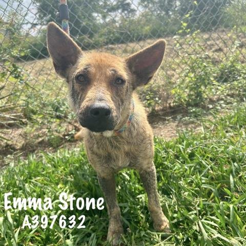 adoptable Dog in Conroe, TX named EMMA STONE