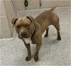 adoptable Dog in conroe, TX named A397675