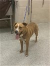 adoptable Dog in conroe, TX named A397776