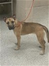 adoptable Dog in conroe, TX named A397825