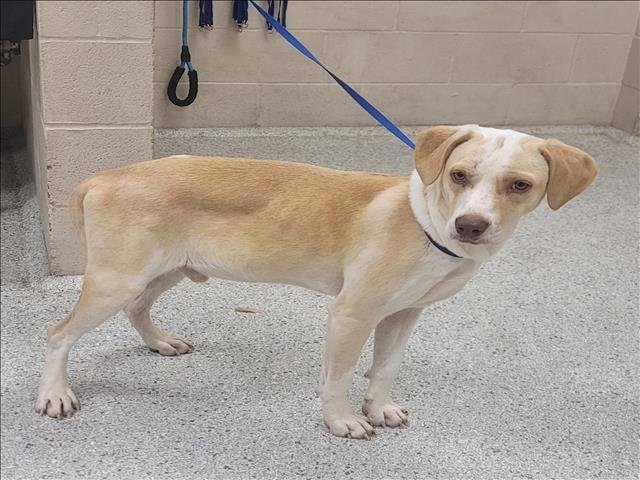 adoptable Dog in Conroe, TX named GUNNER