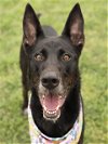 adoptable Dog in conroe, TX named SONYA