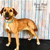 adoptable Dog in conroe, TX named ROSE BUD
