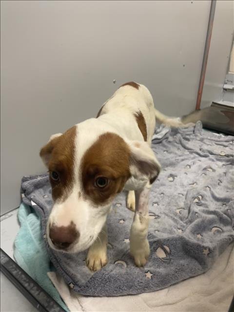 adoptable Dog in Conroe, TX named BAO