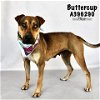adoptable Dog in conroe, TX named BUTTERCUP