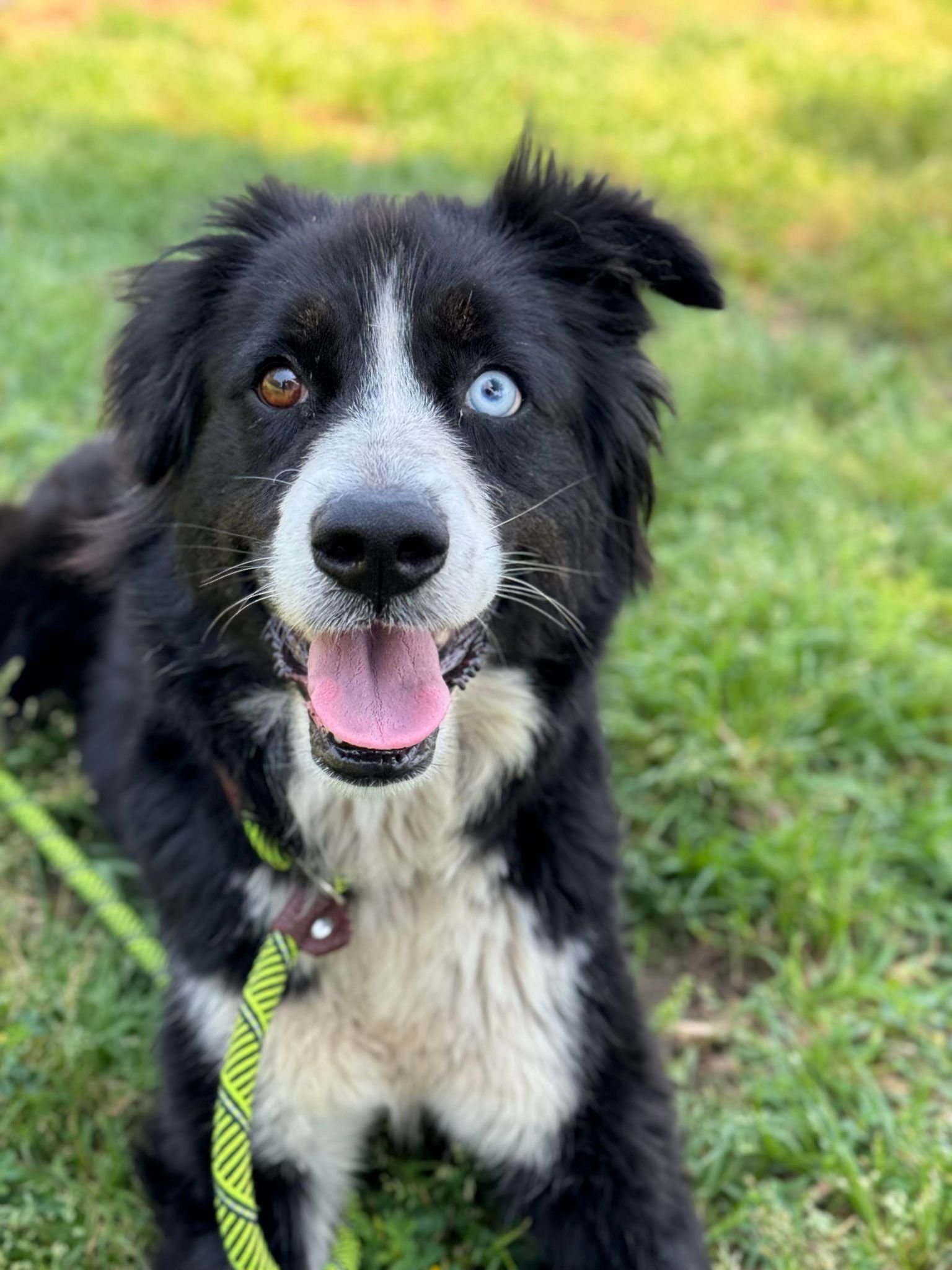 adoptable Dog in Conroe, TX named CLARA BOW