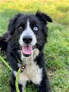 adoptable Dog in conroe, TX named CLARA BOW