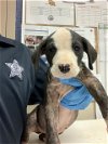 adoptable Dog in conroe, TX named CORN CHOWDER