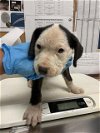 adoptable Dog in conroe, TX named BORSCHT