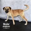 adoptable Dog in conroe, TX named SKYLER